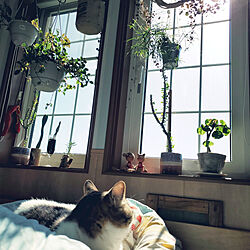 ベッド周り/日の光/観葉植物/寝室/多肉植物...などのインテリア実例 - 2022-04-30 08:20:33