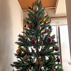 クリスマスツリー150cm/玄関/入り口のインテリア実例 - 2019-12-03 14:05:36