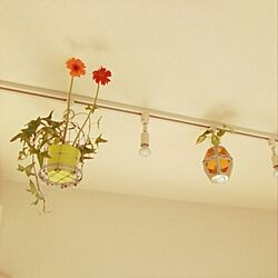 壁/天井/ガーベラ大好き/アイビー/お花のある生活❁/お花を飾る...などのインテリア実例 - 2014-03-26 17:50:34