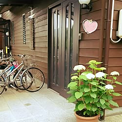 玄関/入り口/アナベル/父が建ててくれた家/RC山口♡/いつもいいねありがとうございます♡...などのインテリア実例 - 2016-06-16 21:15:45