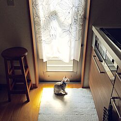 キッチン/目隠しカーテン/勝手口のドア/IKEA/ねこのいる日常のインテリア実例 - 2016-05-22 12:08:49