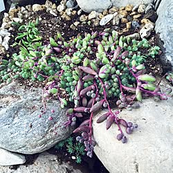 多肉植物/しゃれとんしゃあ会/多肉植物love/ガーデニングもボチボチ頑張ります！のインテリア実例 - 2015-02-23 19:30:57