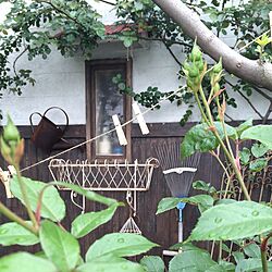 玄関/入り口/ばら/ガーデン/お庭/ナチュラル...などのインテリア実例 - 2016-04-25 23:46:58