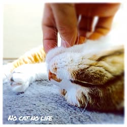 NO CAT NO LIFE/三毛猫/ねこと暮らすのインテリア実例 - 2016-08-20 18:47:48