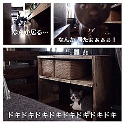 ねこ部/猫バカ部/DIYのインテリア実例 - 2015-08-24 21:38:06