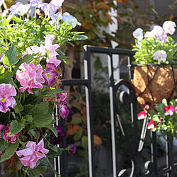 玄関/入り口/ビオラ/にわのある暮らし/お花のある暮らしのインテリア実例 - 2021-11-19 07:55:02