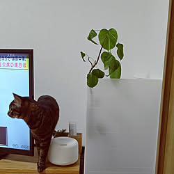 リビング/植物のある暮らし/猫ばかりですみません/保護猫/猫と暮らす...などのインテリア実例 - 2021-03-28 08:18:24