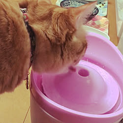 猫水飲み機/猫との生活のインテリア実例 - 2018-10-31 17:48:59