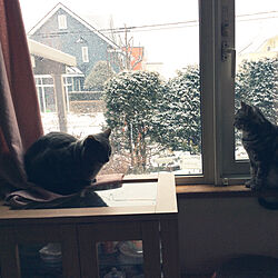 玄関/入り口/猫/外は雪でもあったかいな！のインテリア実例 - 2018-03-20 08:19:58