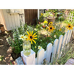 夏の庭/花のある暮らし/庭/ガーデニング/DIY...などのインテリア実例 - 2022-08-09 14:19:45