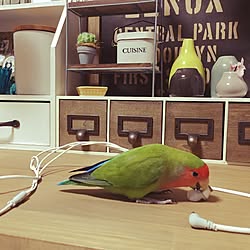 部屋全体/コザクラインコのインテリア実例 - 2016-09-27 00:24:53