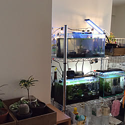 リビング/観葉植物/一人暮らし/熱帯魚水槽のインテリア実例 - 2019-01-27 14:41:10