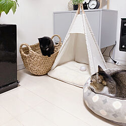 IKEAの棚/ニトリの籠/ニトリのペット用ベッド/ペット用テント♡/猫と暮らす...などのインテリア実例 - 2022-03-03 08:43:45