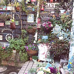 シクラメン♡/アイビー/サインプレート/植物のある暮らし/garden...などのインテリア実例 - 2017-01-26 17:03:50