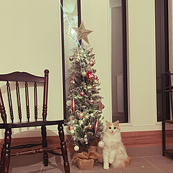 クリスマスツリー/猫/玄関/入り口のインテリア実例 - 2022-11-22 18:09:09