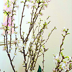 桜/一気に開花/桜が花開く/華やかな気分/家時間を楽しむ...などのインテリア実例 - 2022-02-22 13:49:53
