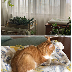 猫と暮らす家/観葉植物のある暮らし/多肉植物のある暮らし/心配です…/窓辺の風景...などのインテリア実例 - 2023-06-02 13:38:02