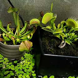 リビング/植物のある暮らし/植物/食虫植物/水槽...などのインテリア実例 - 2016-08-29 20:34:15