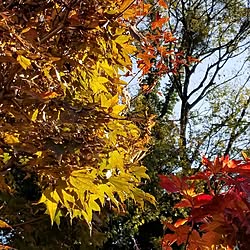 玄関/入り口/庭のもみじ/庭の楓/植物のある暮らし/紅葉...などのインテリア実例 - 2023-12-07 09:49:51