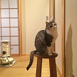 壁/天井/ねこのいる日常/アラジンストーブ/真壁/木の家...などのインテリア実例 - 2017-03-28 21:50:18