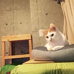 猫/猫部屋/DIY/猫ばっかりのインテリア実例 - 2016-10-16 20:56:42