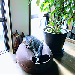 ハイビスカス鉢植え/キャットハウス/カフェ風/いいね&フォローありがとうございます☆/猫のいる暮らし...などのインテリア実例 - 2020-09-18 18:30:38