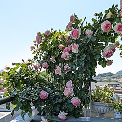 玄関/入り口/薔薇が好き/rose/ピエールドゥロンサール/バラのある暮らし...などのインテリア実例 - 2023-05-09 14:59:30