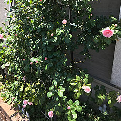 玄関/入り口/植え込み/薔薇/バラのインテリア実例 - 2018-05-05 14:29:26