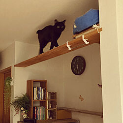 猫と暮らす家/猫のいる生活/黒猫/壁/天井のインテリア実例 - 2023-02-27 21:36:33