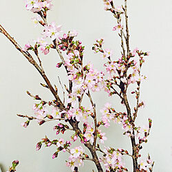 桜/観葉植物/リビングのインテリア実例 - 2019-04-11 21:42:43