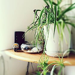 棚/モノトーンが好きなのに…/ルーターを隠したい/観葉植物/天然石...などのインテリア実例 - 2014-09-12 10:41:49