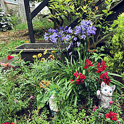 花やグリーンのある生活/むらさきの花/花の名前は分かりません/花壇/みなさんのpicに癒されます✿︎...などのインテリア実例 - 2022-06-18 08:02:35