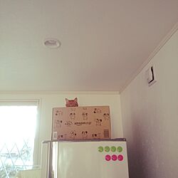 キッチン/ぬいぐるみ..いや猫でした。/冷蔵庫の上のインテリア実例 - 2016-02-17 16:08:43