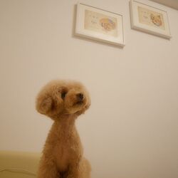 壁/天井/アート/ホワイト/ソファ/ペット 犬のインテリア実例 - 2015-02-10 23:25:25