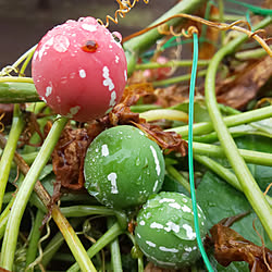 部屋全体/多肉植物のある暮らし/グリーンのある暮らし/多肉植物/手作りの庭...などのインテリア実例 - 2021-10-12 16:59:34