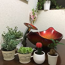 バス/トイレ/洗面ボウル/観葉植物/ダイソー/多肉植物...などのインテリア実例 - 2017-06-28 20:30:25