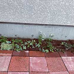アイビー/ツルニチソウ/ゲラニウム　ピンク/花壇ＤＩＹ/花壇を緑いっぱいにしたい...などのインテリア実例 - 2020-05-06 12:34:30