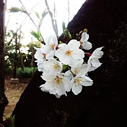 桜/公園/一番好きなのは河津桜のインテリア実例 - 2015-03-31 01:56:20