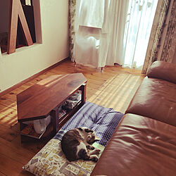 無垢材の床/テーブルdiy/ニトリのソファー/いつもいいねありがとうございます♡/猫と暮らす...などのインテリア実例 - 2021-10-04 09:15:55