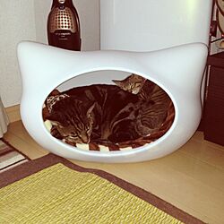 リビング/ねころん/猫のインテリア実例 - 2013-07-03 15:25:56