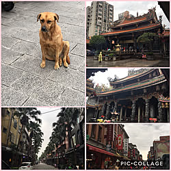 ワンコ/犬/台湾旅行/旅行中/旅行クリップですいませんのインテリア実例 - 2017-12-13 08:48:55