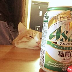 キッチン/cat/Beer/IKEA/北欧...などのインテリア実例 - 2015-11-30 02:09:52