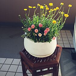 部屋全体/寄せ植え/ベランダ/いい天気☀︎/キレイな色のお花で春らしく♡のインテリア実例 - 2017-03-05 08:11:28