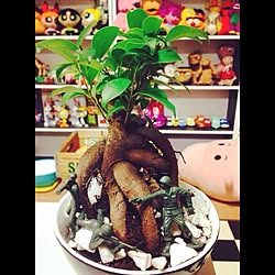 植物/ガジュマル/観葉植物/グリーンアーミーメン/トイストーリー...などのインテリア実例 - 2014-06-18 00:17:19