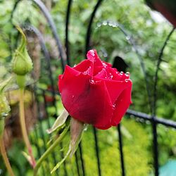 玄関/入り口/バラ/花のある暮らし/赤い薔薇のインテリア実例 - 2024-05-07 14:12:52