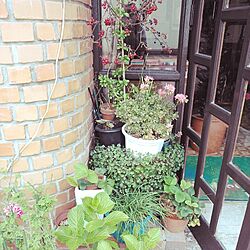 玄関/入り口/植物/アンティーク/カフェでランチ♡のインテリア実例 - 2014-04-20 19:40:57