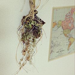壁/天井/ドライ/一人暮らし/植物/花suguri/GreenWorksのインテリア実例 - 2014-04-08 23:13:53