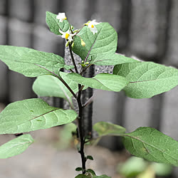 可愛い花/雑草？/白い花/押し逃げごめんなさい/見ていただいてありがとうございます...などのインテリア実例 - 2019-12-22 21:10:36