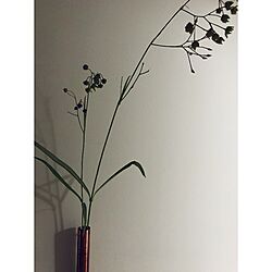 壁/天井/スズサイコ/一輪挿し/花のある暮らし/植物のある暮らしのインテリア実例 - 2017-06-27 18:39:28
