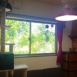 壁/天井/キャットタワー/窓辺のグリーン/窓辺/ダイニング...などのインテリア実例 - 2016-05-21 12:55:06
